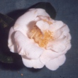 Betty Neild